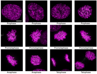 Maximum projected images showing phases of mitosis at 100X magnification, 488 nm (white) and 640 nm (magenta).