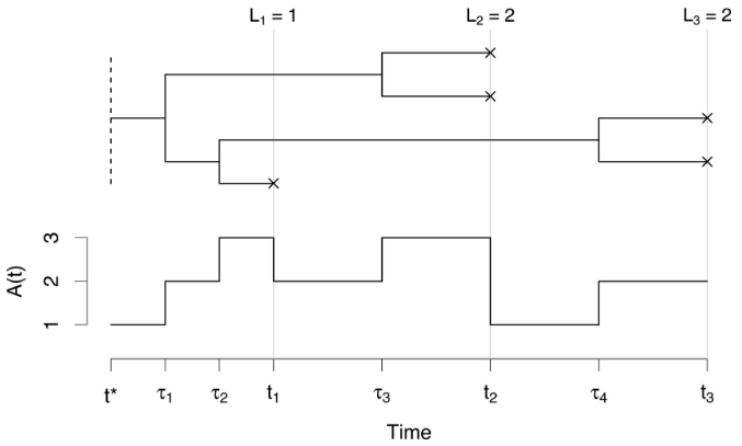 A phylogenetic tree with heterochronous leaves.