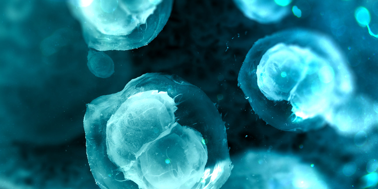 Embryo Cells
