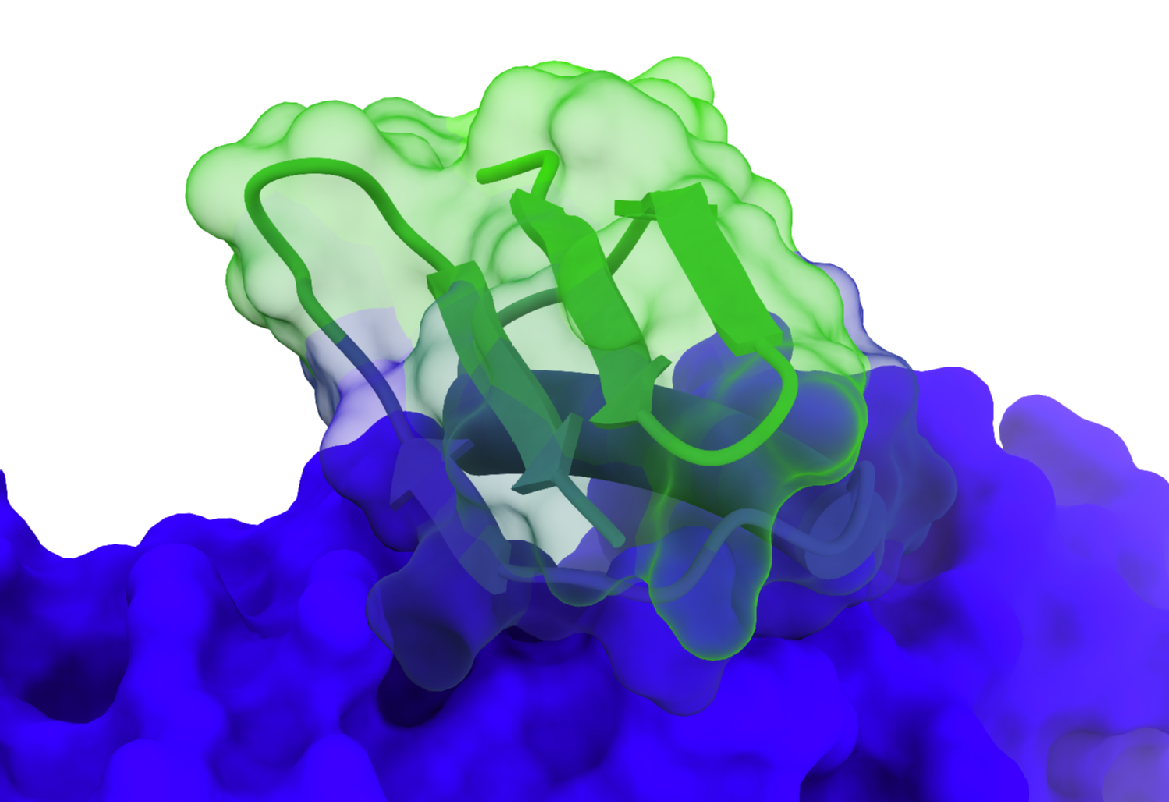Contact between two proteins