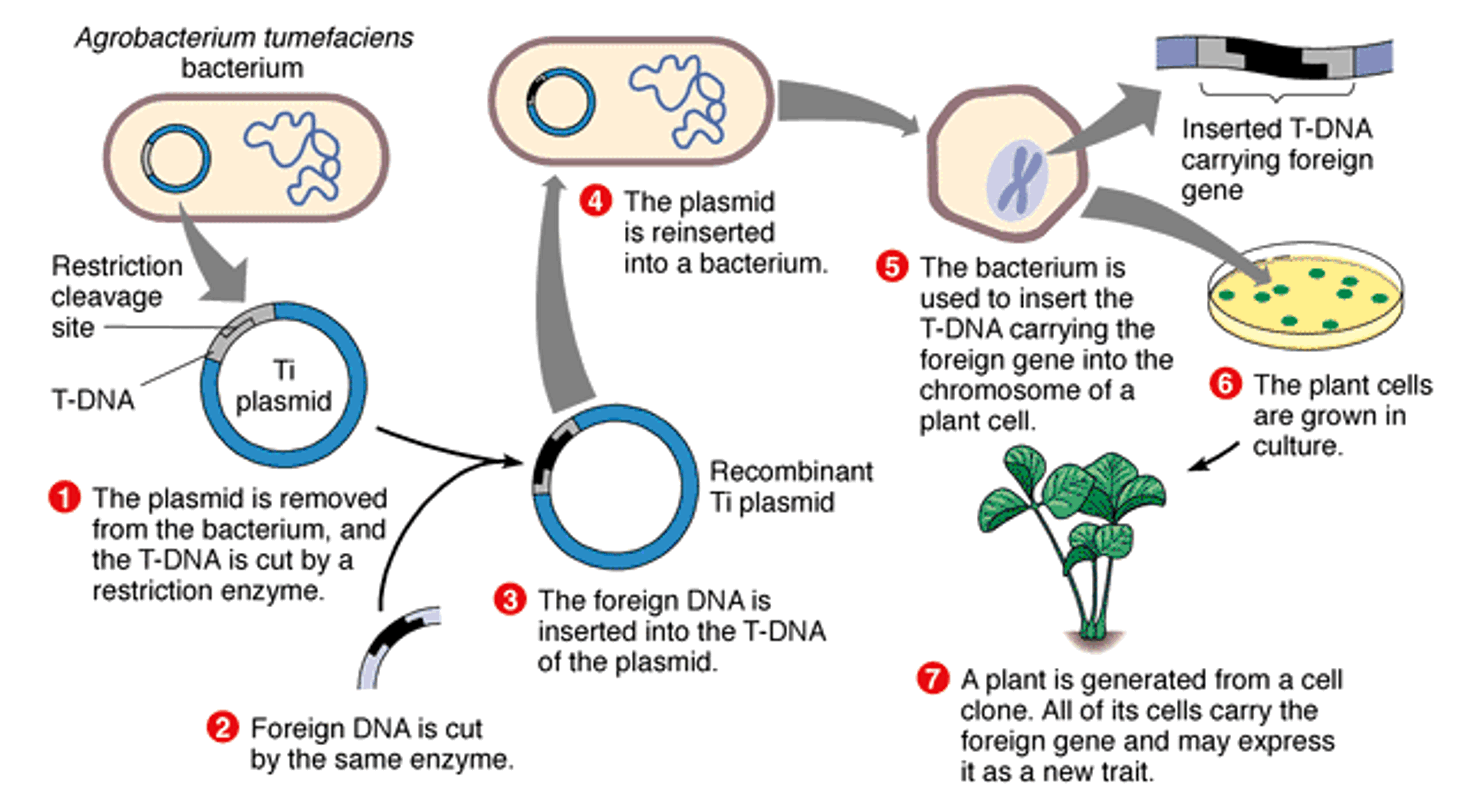 Figure 2 Key steps of agrobacterium-mediated genetic modification. 