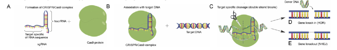 Figure 3 Mechanism of  CRISPR/Cas9.