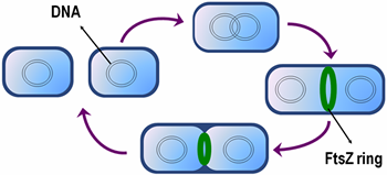A tptical cell cycle in E. coli...