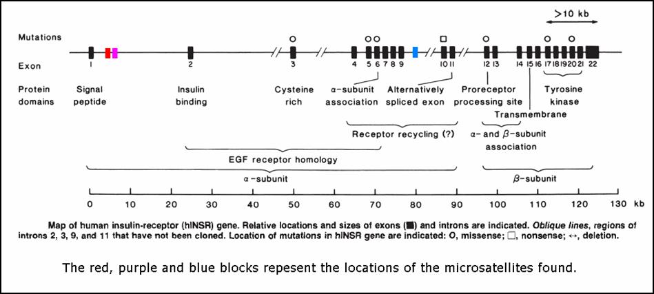 INSR gene