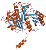  Crystal structure of FtsZ...