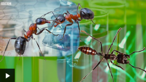 University of Warwick cancer researchers using ants in fight