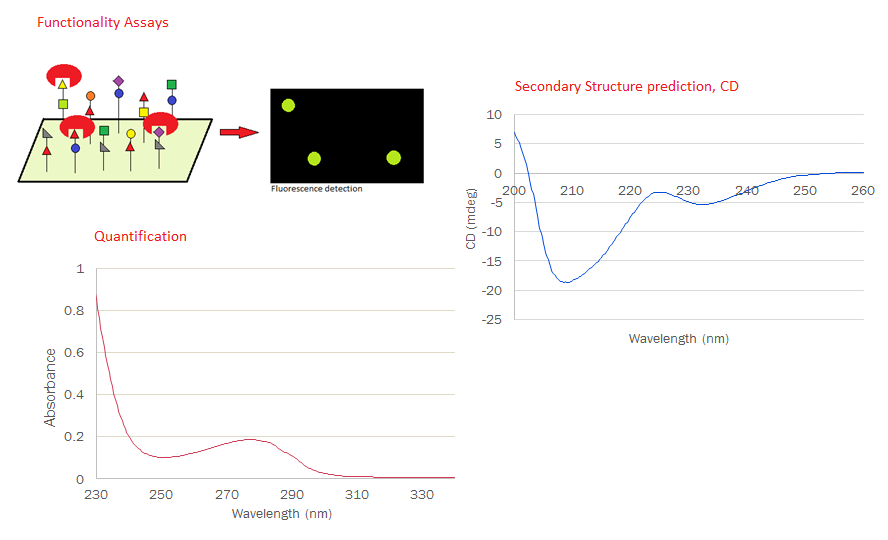 Some biophysics