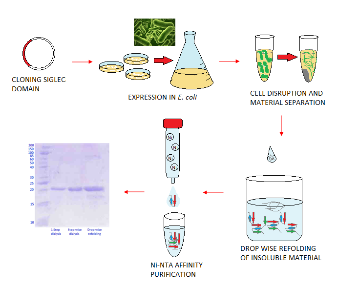 Cloning, Expression, Refolding and Purification