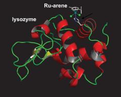 Ru-Arene Lysozyme Complex