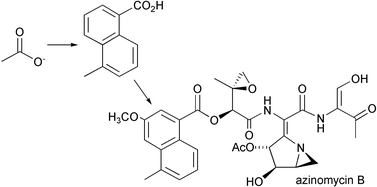 Biosynthetic studies on the azinomycins: The pathway to the naphthoate fragment 