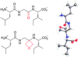 Synthesis and structure of oxetane containing tripeptide motifs