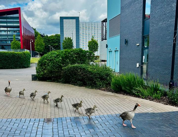 Geese walking in a line