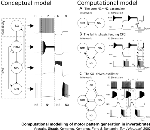 Construction of quantatively accurate models of neurons based on electrophysiological data