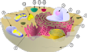 biological cell