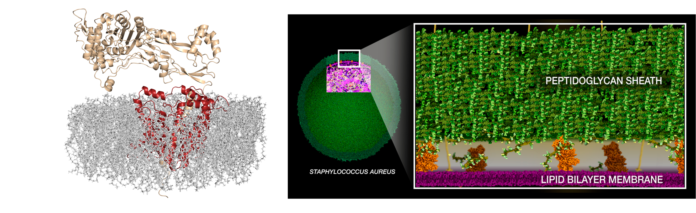 Peptidoglycan image