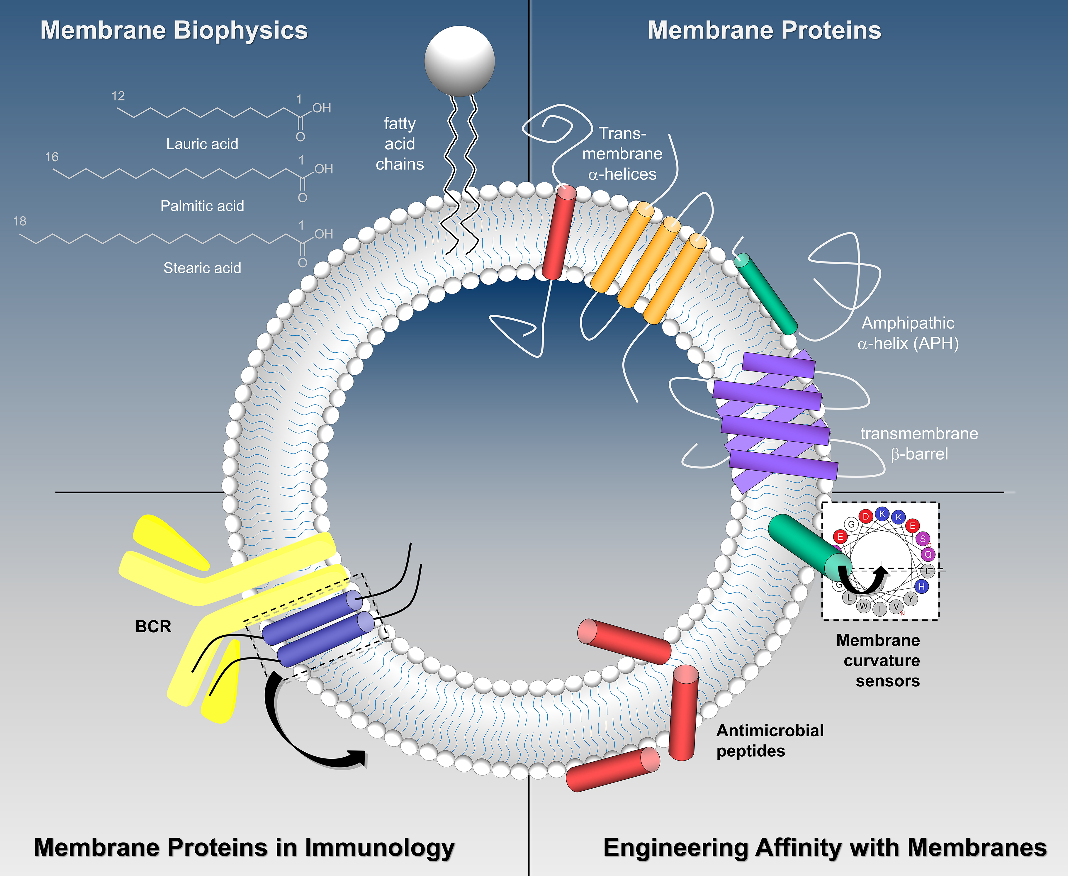 membrane proteins