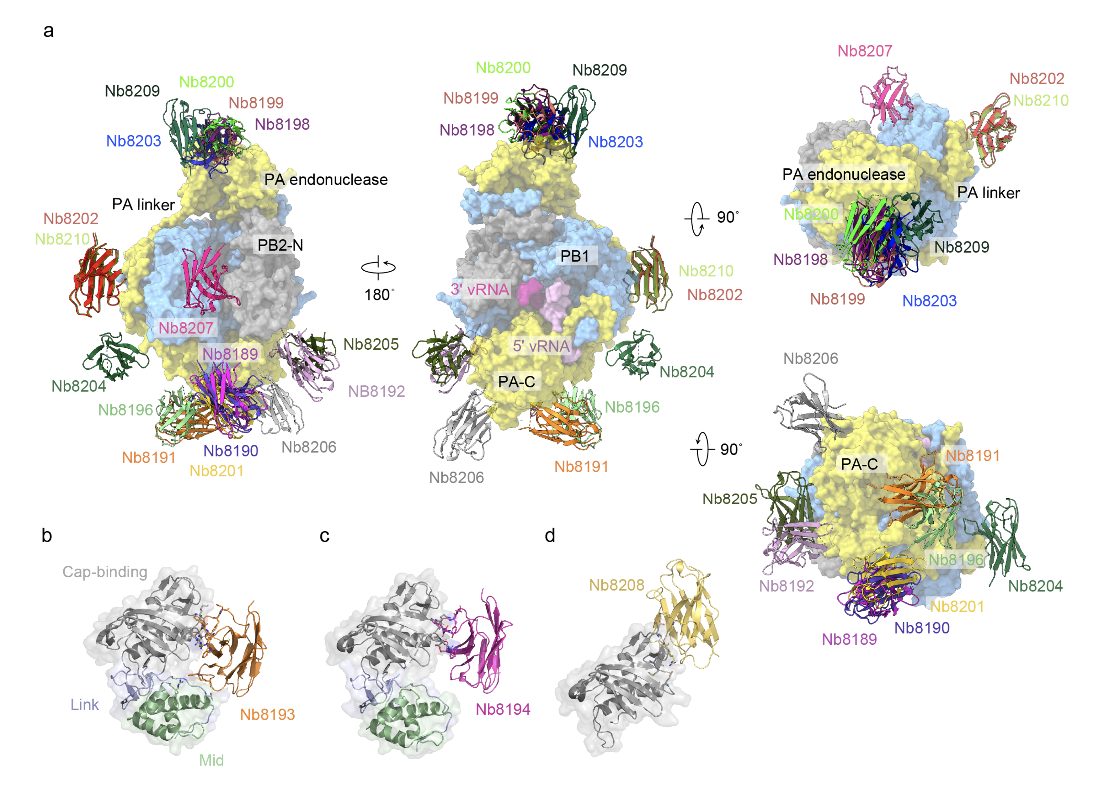 RNA viruses