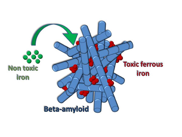 Beta-amyloid toxic iron formation