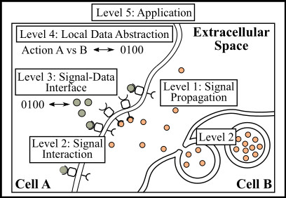 The proposed communication level hierarchy applied to an example cellular signaling environment.