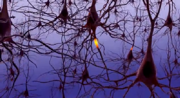 Neuronal signalling