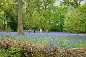 Bluebells