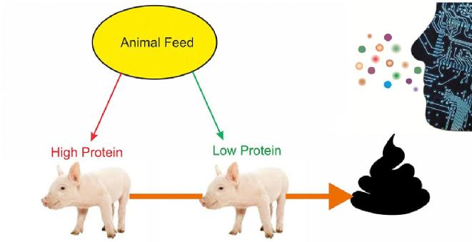 Pig volatiles