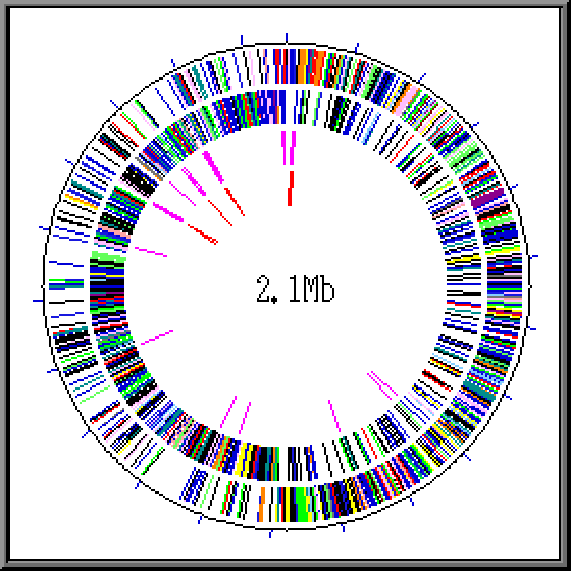 Bacterial genome sequencing
