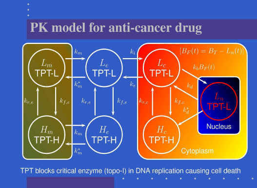 Pharmacokinetic model for anti-cancer drug