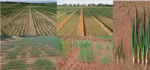 Examples of variation within salad crops in the field