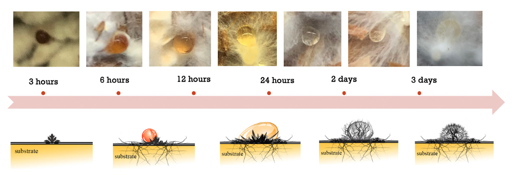 The process of fungal extracellular droplet appearance changing over time
