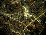 mycorrhizas