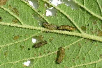 viburnum_beetle_larvae_-_geograph.org.uk_-_1363569 Credit: M J Richardson 