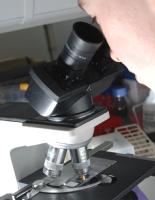 Student looking down microscope