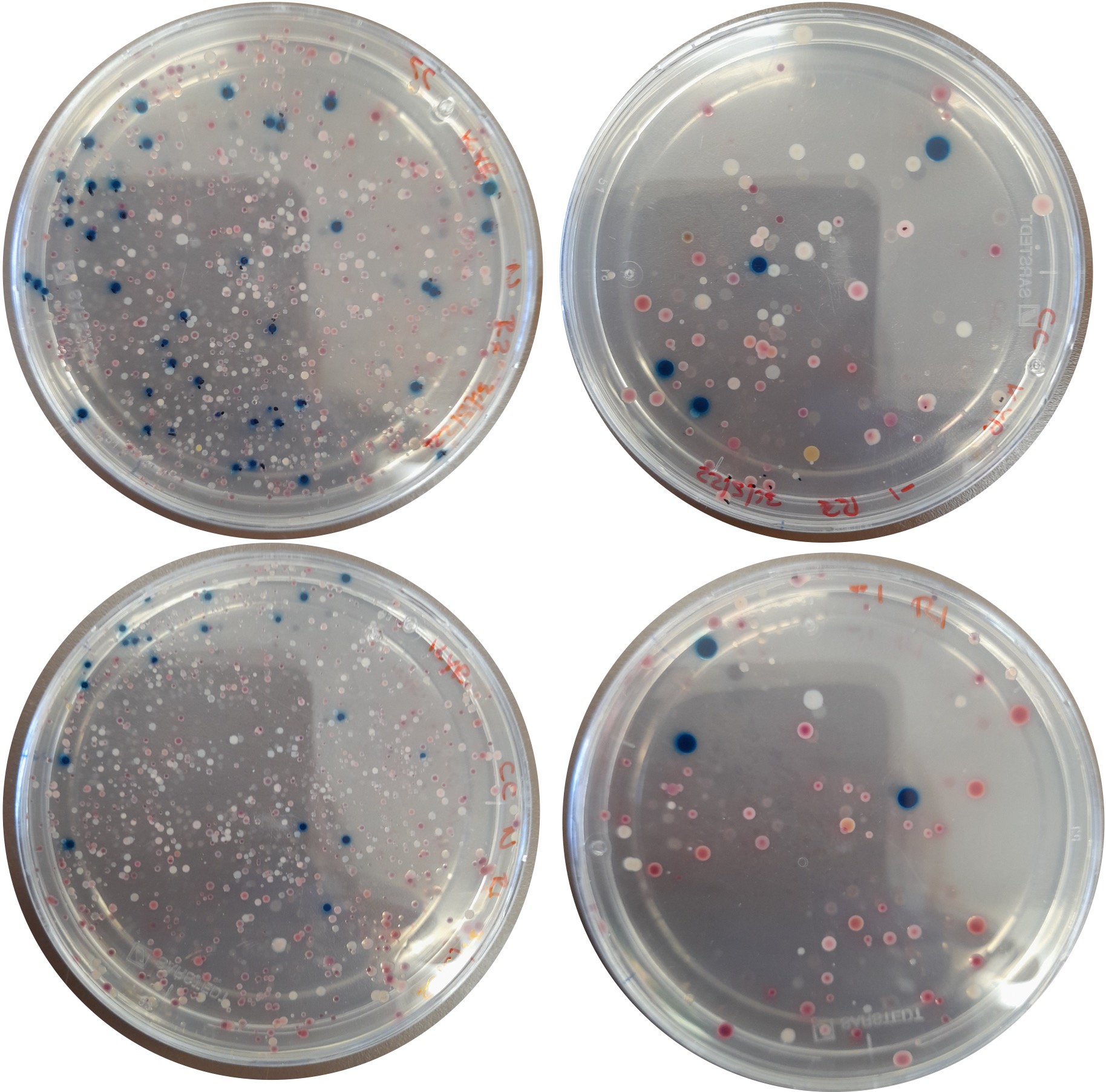 Isolation of E.coli bacteria from river water