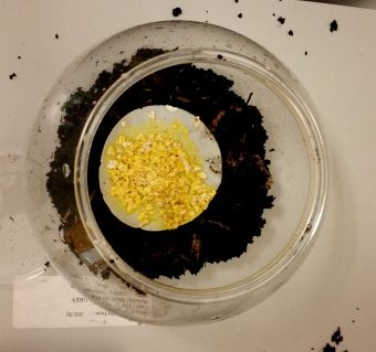 A blob of slime mould in a bowl