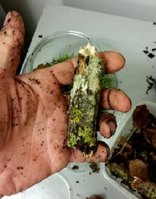 lichen covered twig