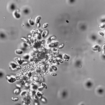 Flagellated form of slime mould haploid cells swimming