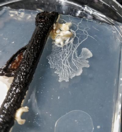 White slime moving onto agar