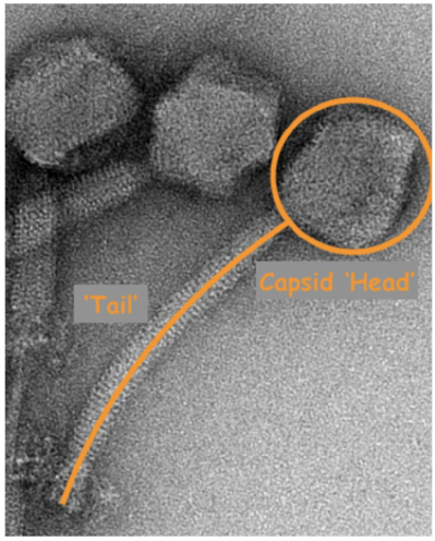 phage with head and tail marked