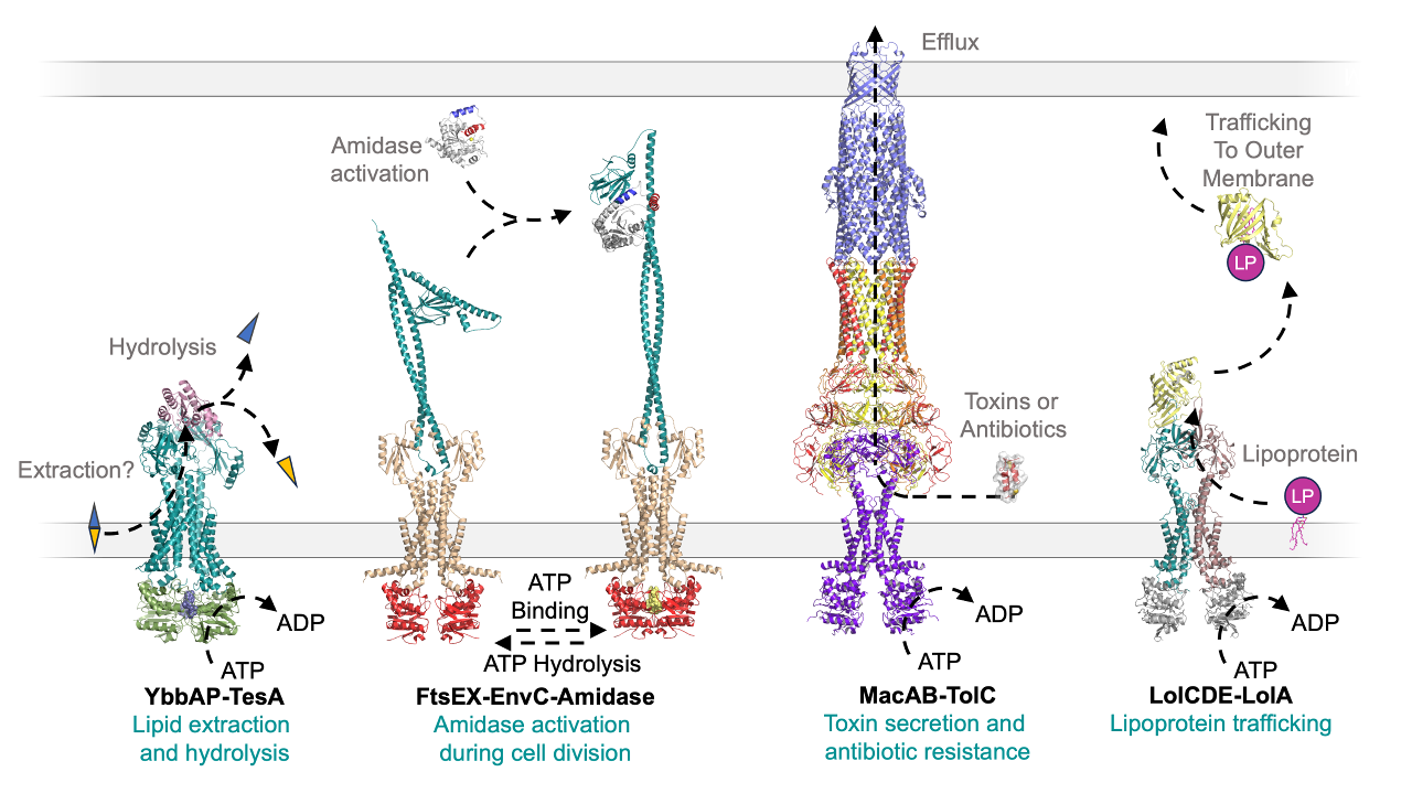 Type VII ABC Transporters in E. coli