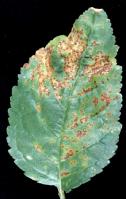 Leaf spots caused by Psm on wild cherry