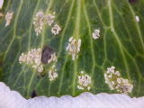 White rust on cabbage