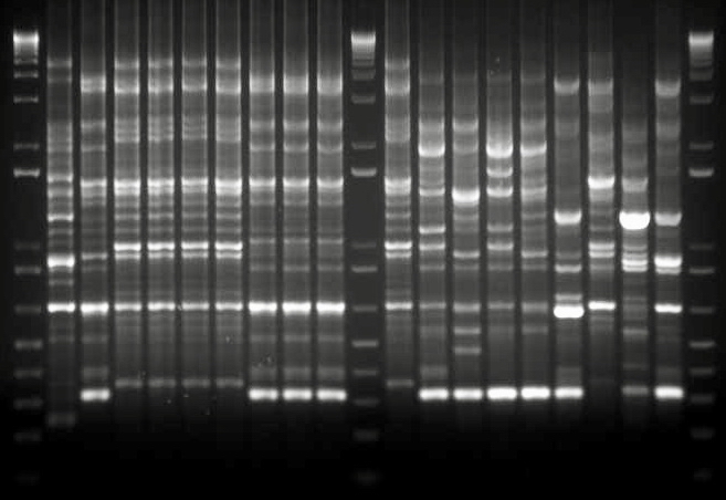 Bacteria fingerprinting BOX PCR