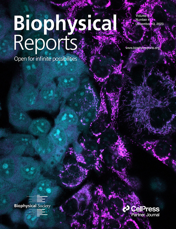 Image Credit: Biophysical Reports On the cover: Confocal image of HeLa cells co-stained with thioflavin T (ThT) (5 μM, false-colored in blue) and tetramethylrhodamine methyl ester (TMRM) (25 nM, false colored in magenta). Cells were seeded at a density of 2 × 105 and imaged. Cells in the left half of the field of view were imaged at 15-second intervals for 20 minutes with both blue (405 nm) and red (561 nm) light, whereas cells in the right half of the image were imaged only at the end of that time. The photoactivation of ThT through blue light has led to a loss in mitochondrial membrane potential in the cells on the left side, as seen by the loss in TMRM signal and a redistribution in the ThT signal. Skates et al. DOI: https://doi.org/10.1016/j.bpr.2023.100134