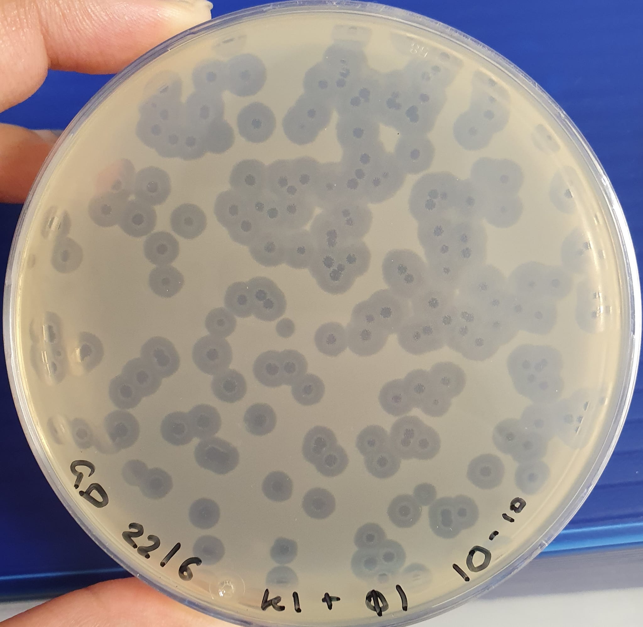phage infection as shown by plaque assay