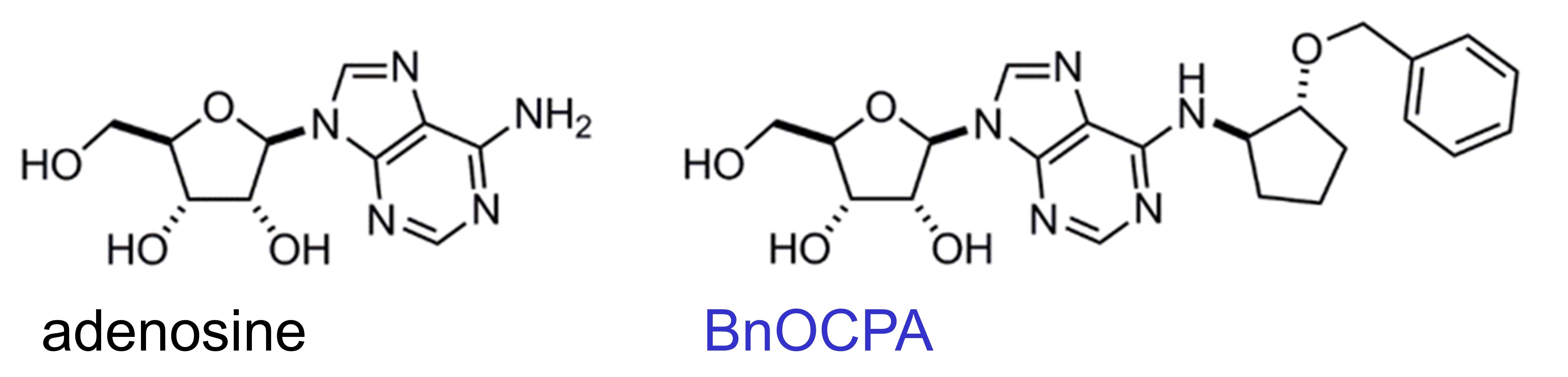 Structures of BnOCPA and adenosine