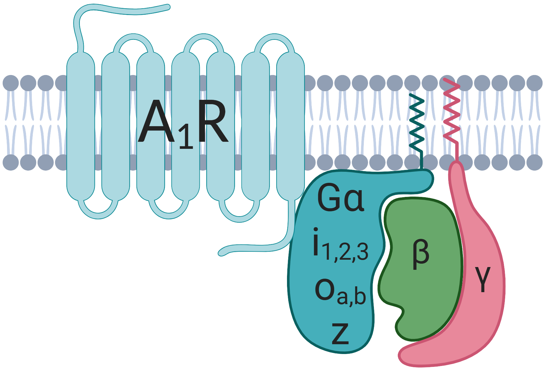 A1R GPCR