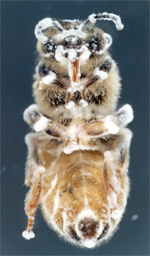 Bee mycosis