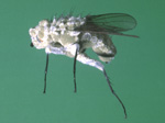 Cabbage root fly infected by Metarhizium