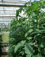Glasshouse tomato crop